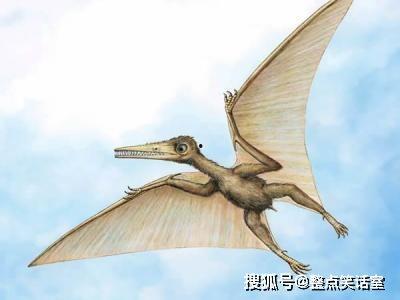 翼手龙的资料,揭秘史前空中霸主的神秘生活