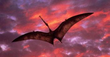 翼手龙的资料,揭秘史前空中霸主的神秘生活