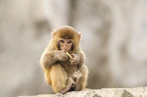 猴子的资料简介,揭秘猴子的智慧与生活