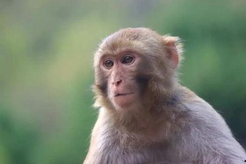 猴子的资料简介,揭秘猴子的智慧与生活