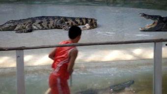 泰国鳄鱼搞笑视频